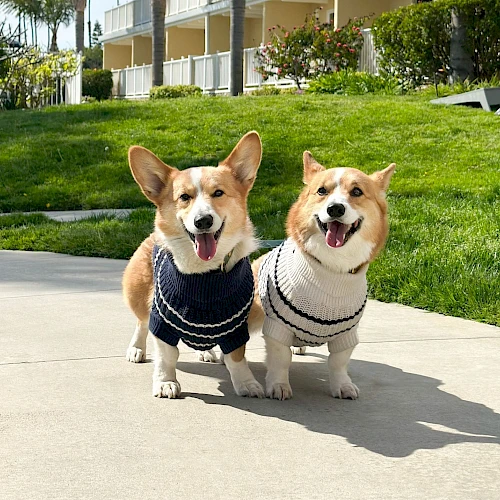 Two happy corgis wearing striped sweaters stand on a sunny sidewalk in front of a grassy yard and seaside apartment complex.