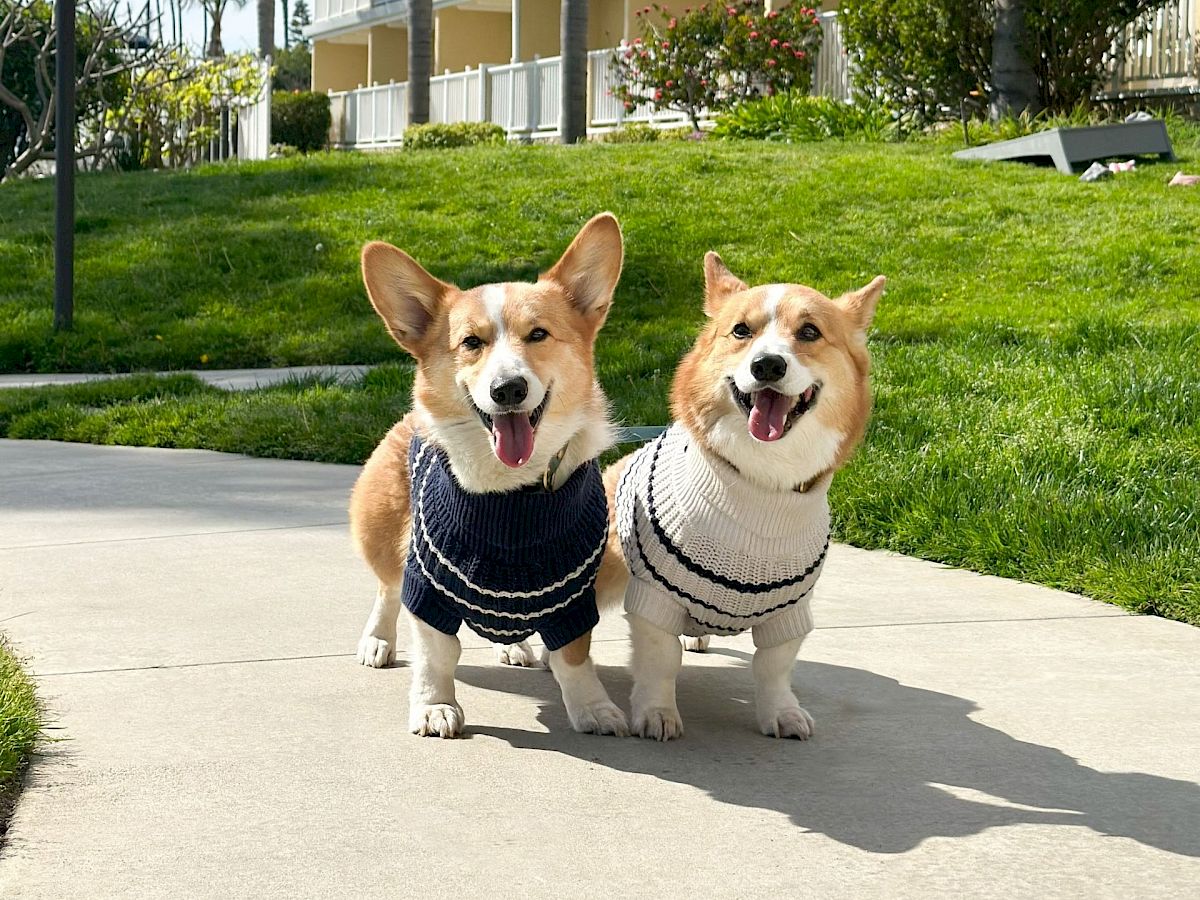 Two happy corgis in sweaters posing on a sunny sidewalk outside a resort-style building with palm trees, balconies, and green lawn.