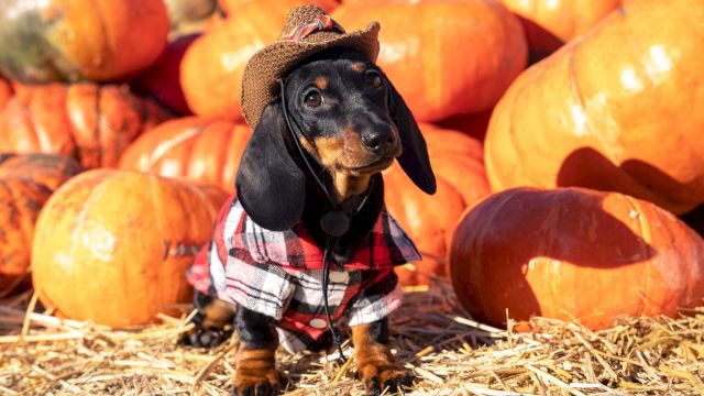 A tiny black-and-tan puppy in a straw hat and plaid shirt stands among orange pumpkins, ready for fall.